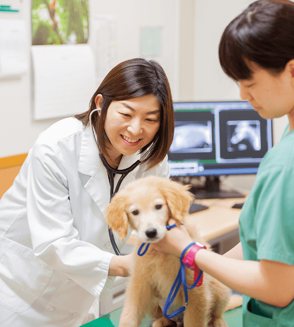 小動物　軟部外科の診察風景