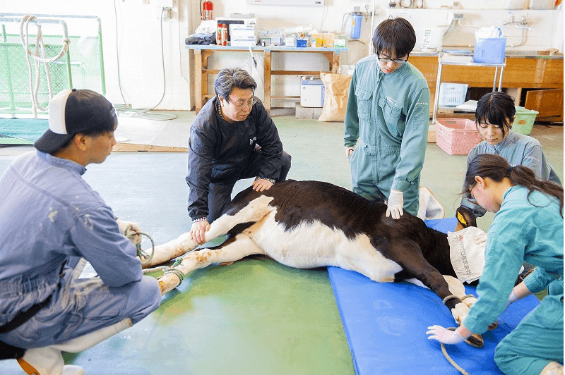 治療を受けている牛