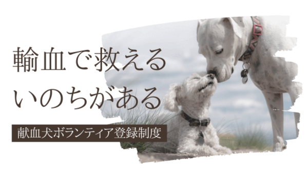 献血犬ボランティア登録制度