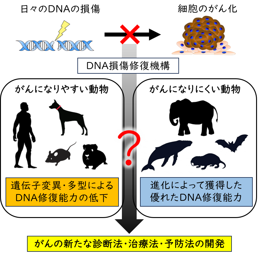 動物種によるDNA損傷修復能力の違いと発がん防御研究の概要図