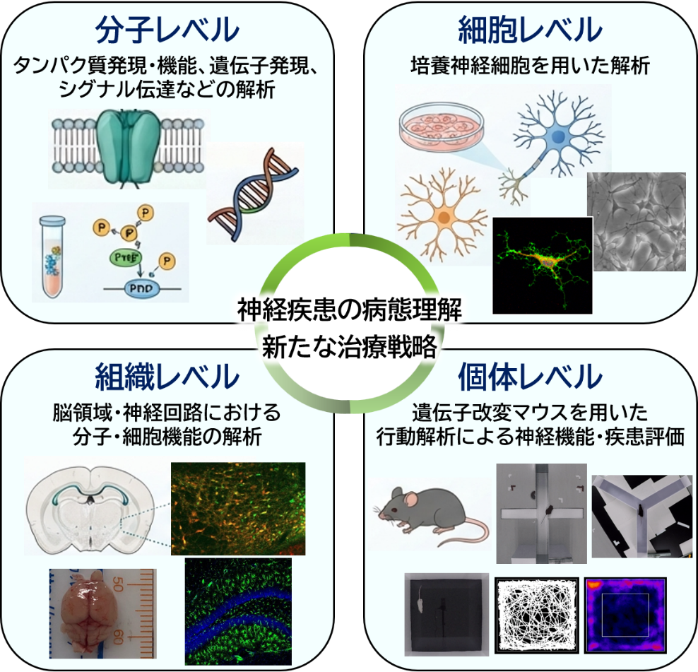 分子・細胞・組織・個体の四階層から神経疾患を解析する研究概要図
