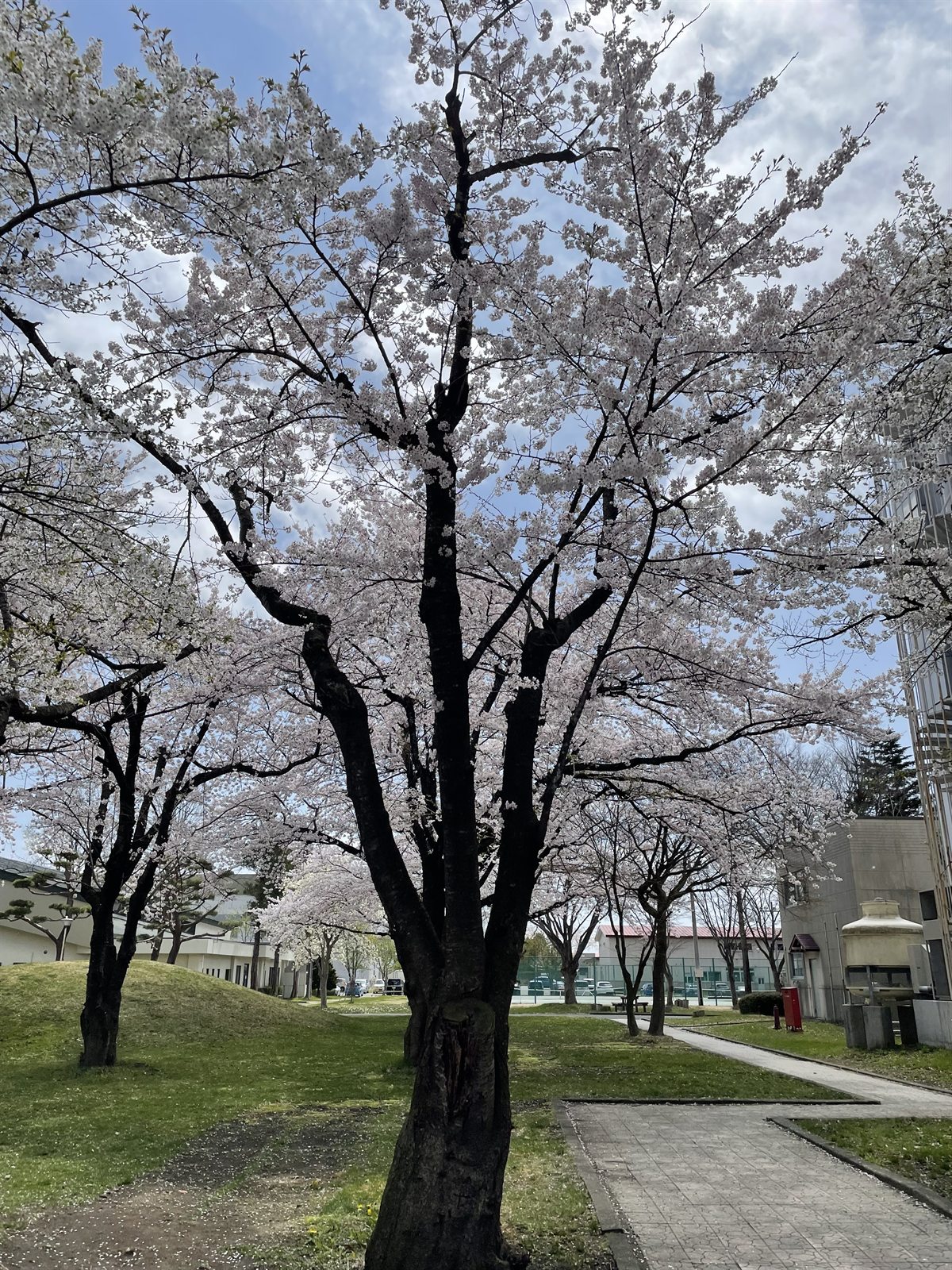 十和田キャンパスに咲く桜