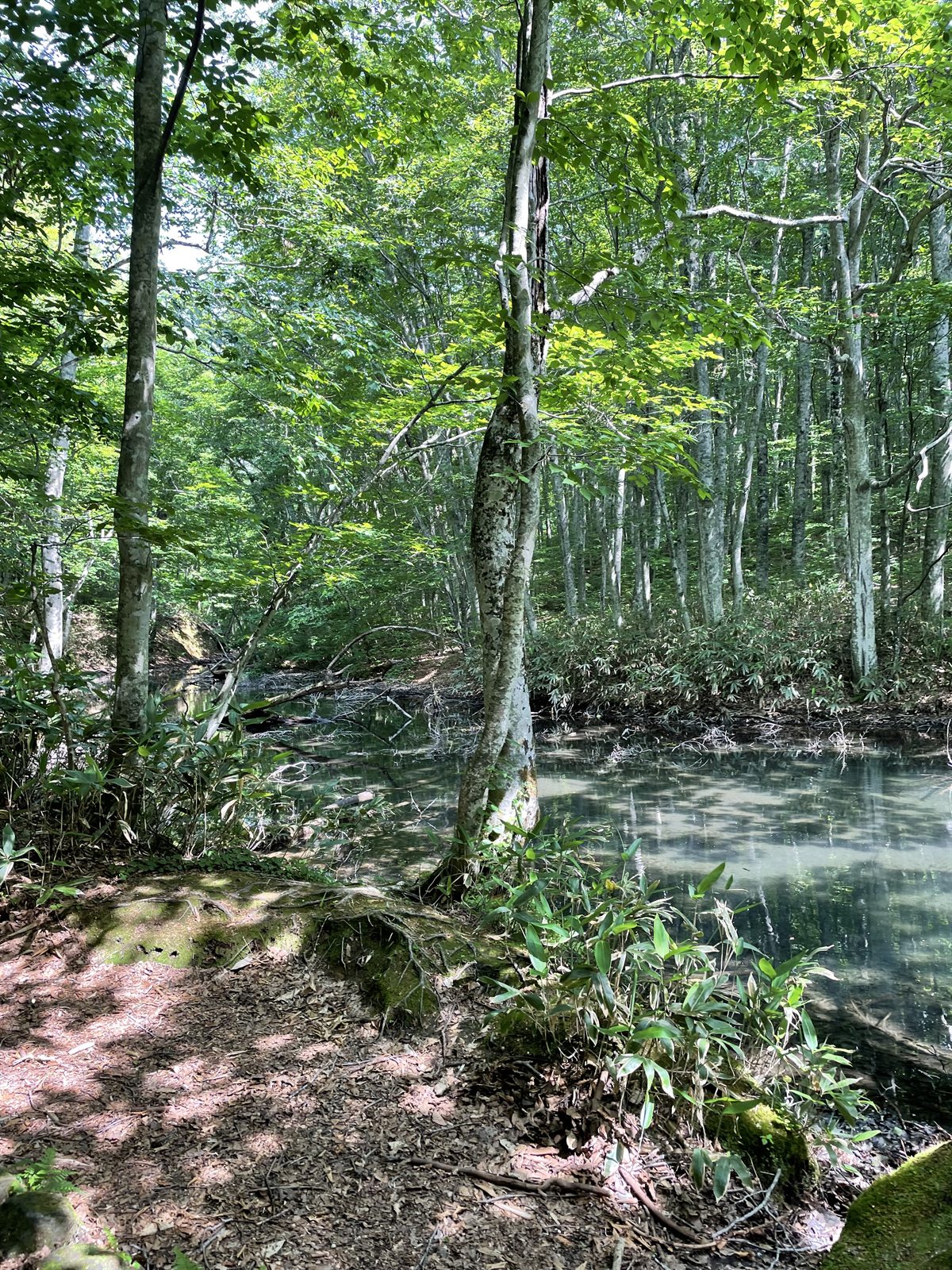 水辺に光が差す十和田の夏の森